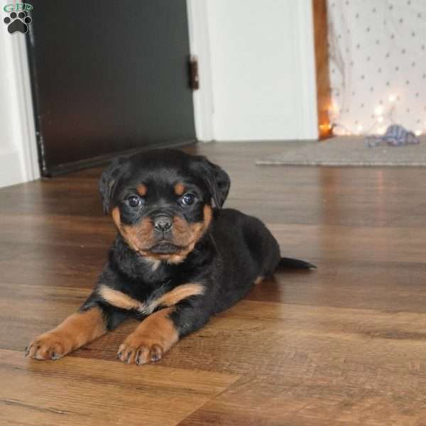 Stella, Rottweiler Puppy